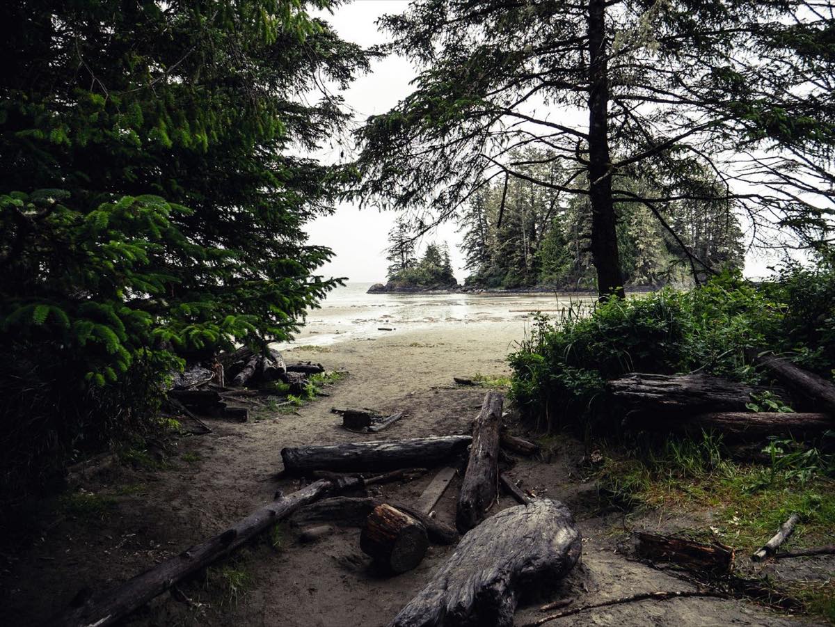Wild north-coast beach framed by spruce and driftwood at low tide